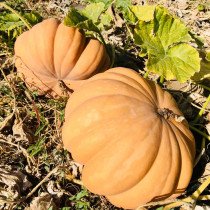 Pumpkin Muscat Danube agrarian, kg